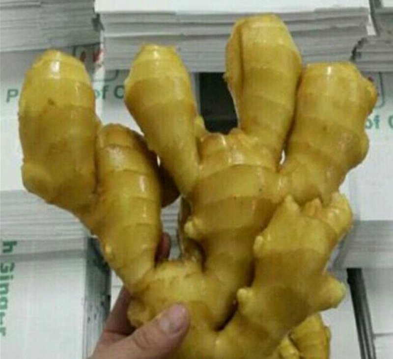 山东优质生姜基地批发