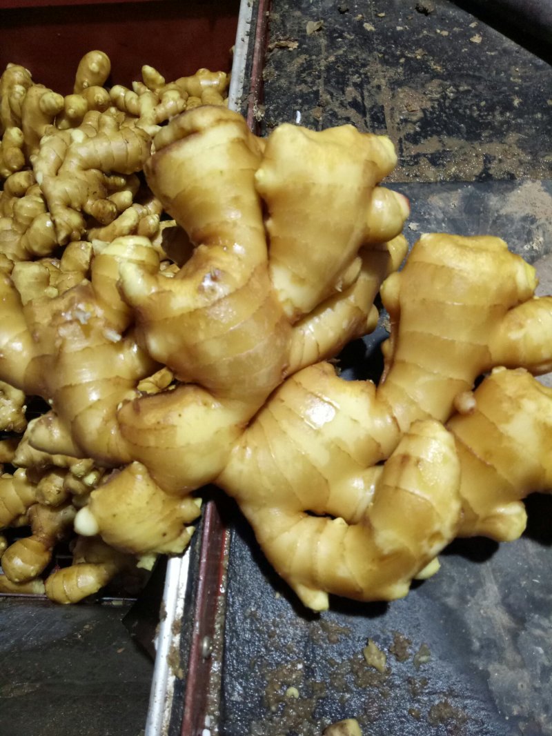 山东优质生姜基地批发