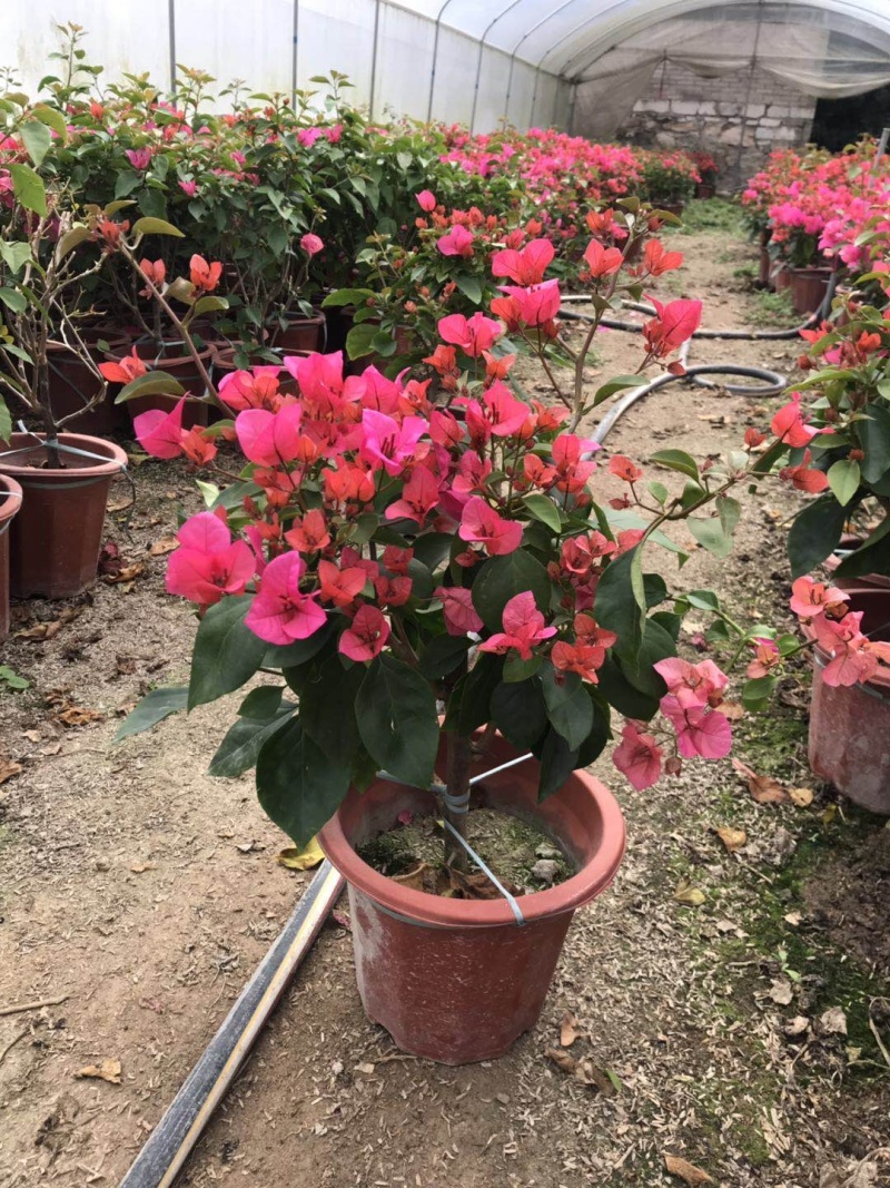 同安红三角梅四季勤花各种规格齐全基地量大自产自销