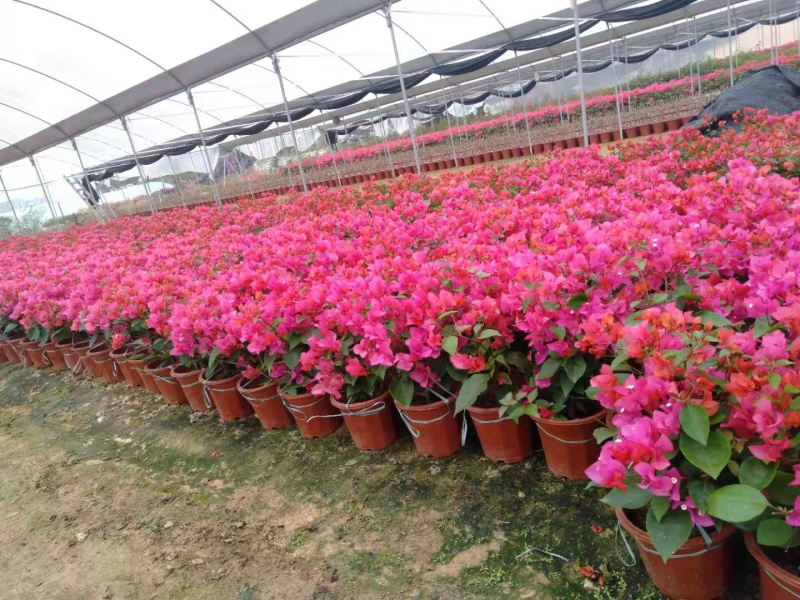 同安红三角梅四季勤花各种规格齐全基地量大自产自销