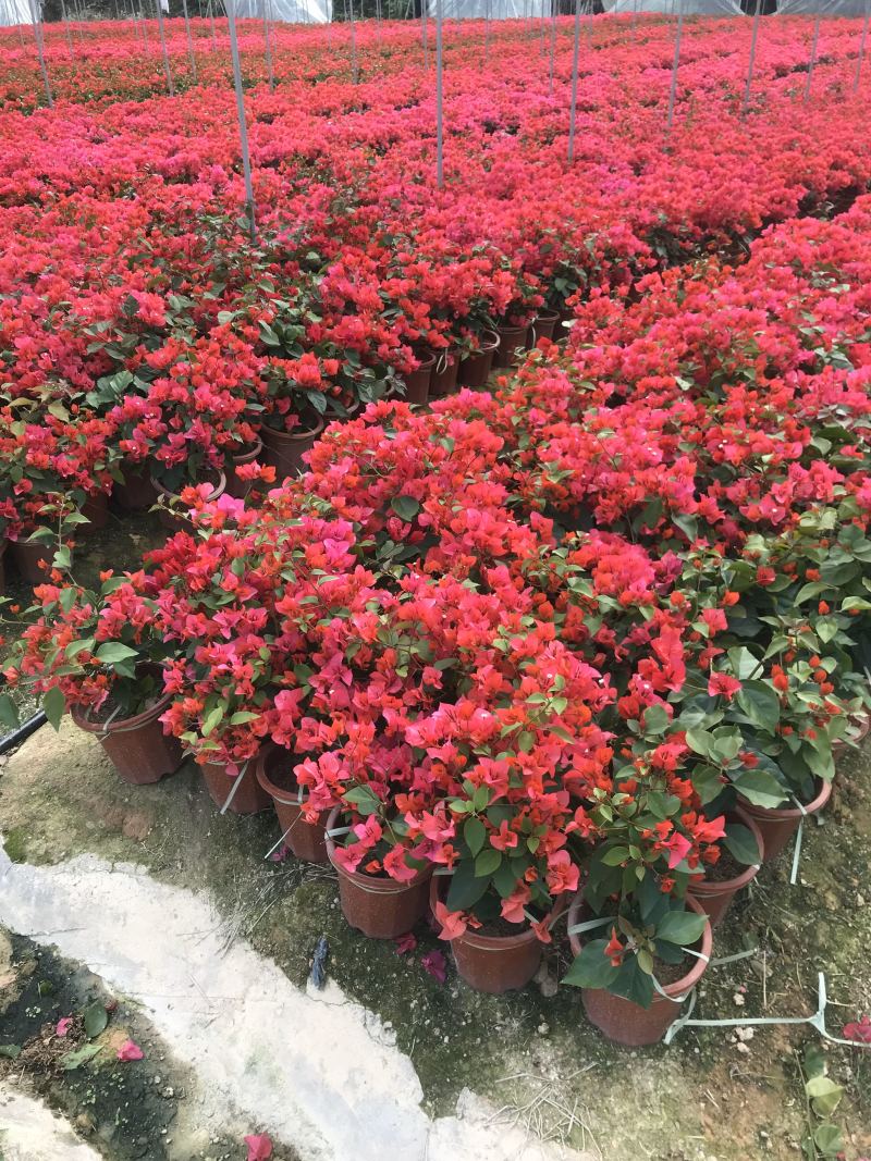 同安红三角梅四季勤花各种规格齐全基地量大自产自销