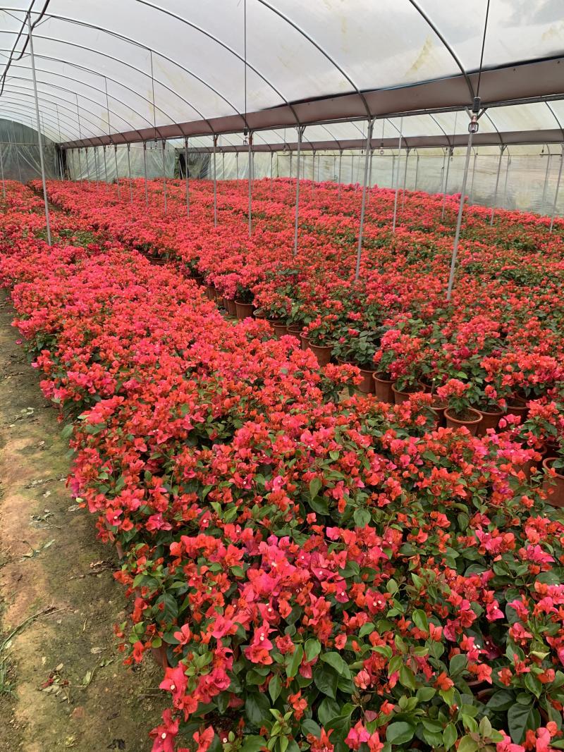 同安红三角梅四季勤花各种规格齐全基地量大自产自销