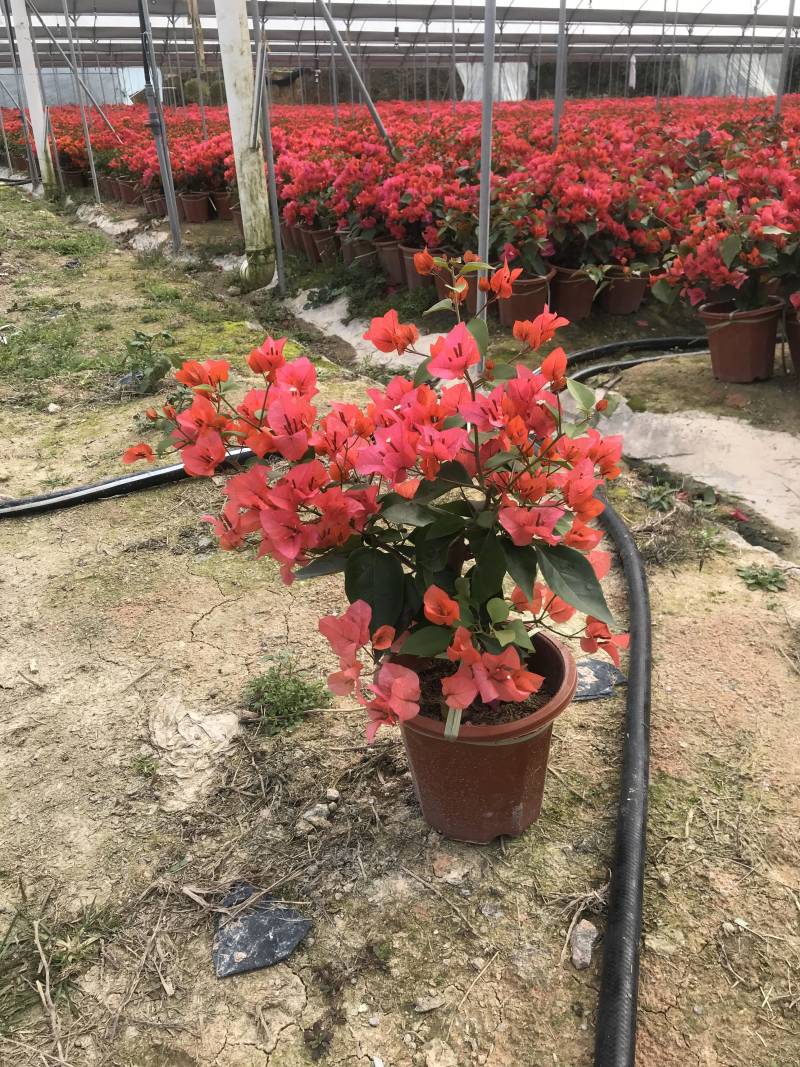 同安红三角梅四季勤花各种规格齐全基地量大自产自销
