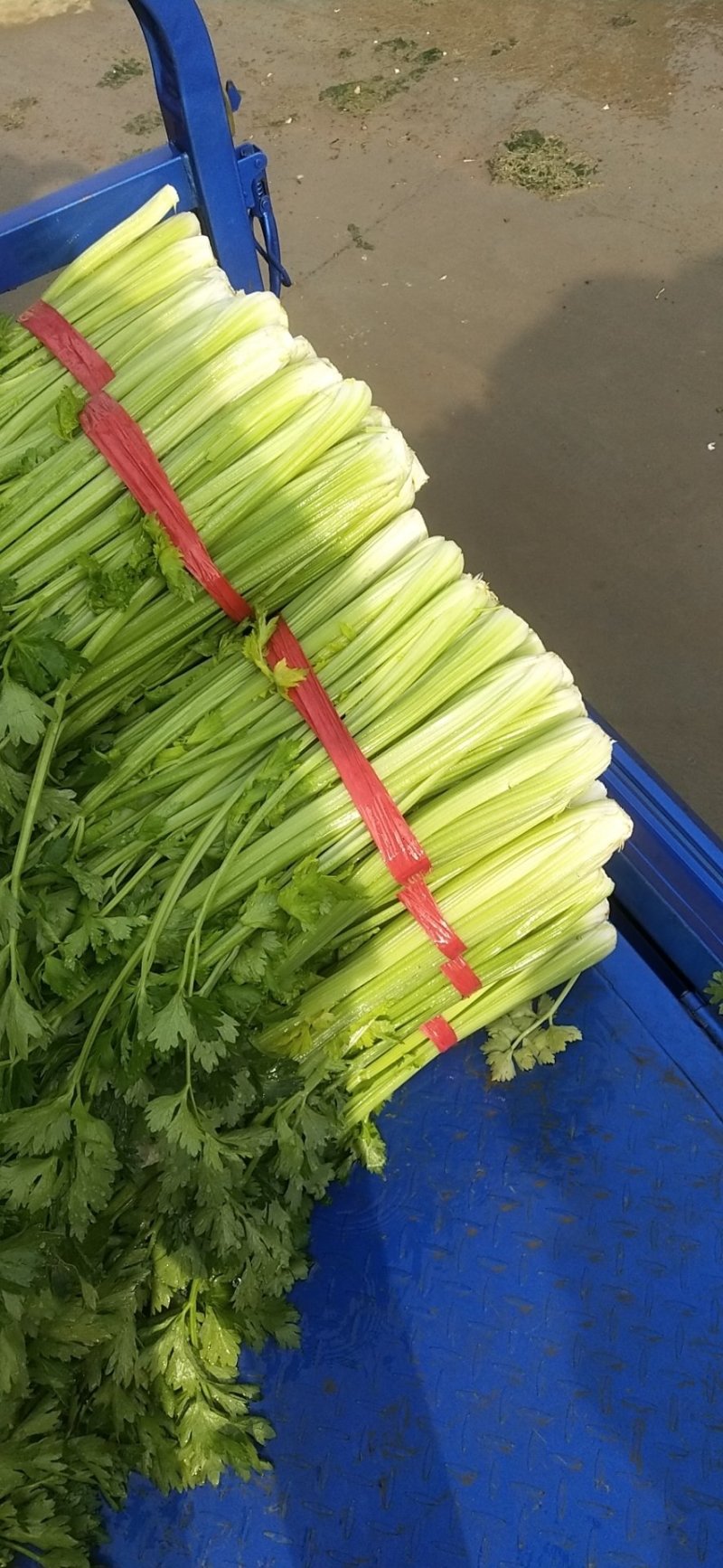 芹菜