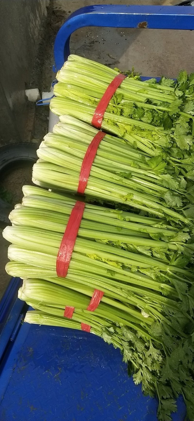 芹菜