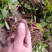 多花风铃木小苗,黄花风铃木小苗,园林绿化新品种