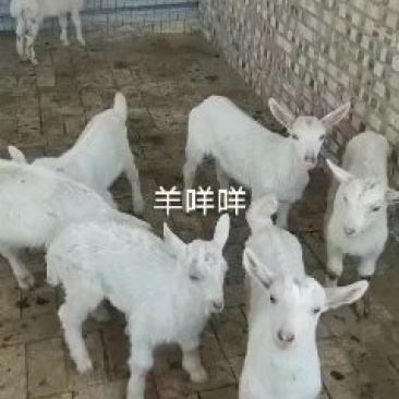 萨能奶山羊品种公羊糕