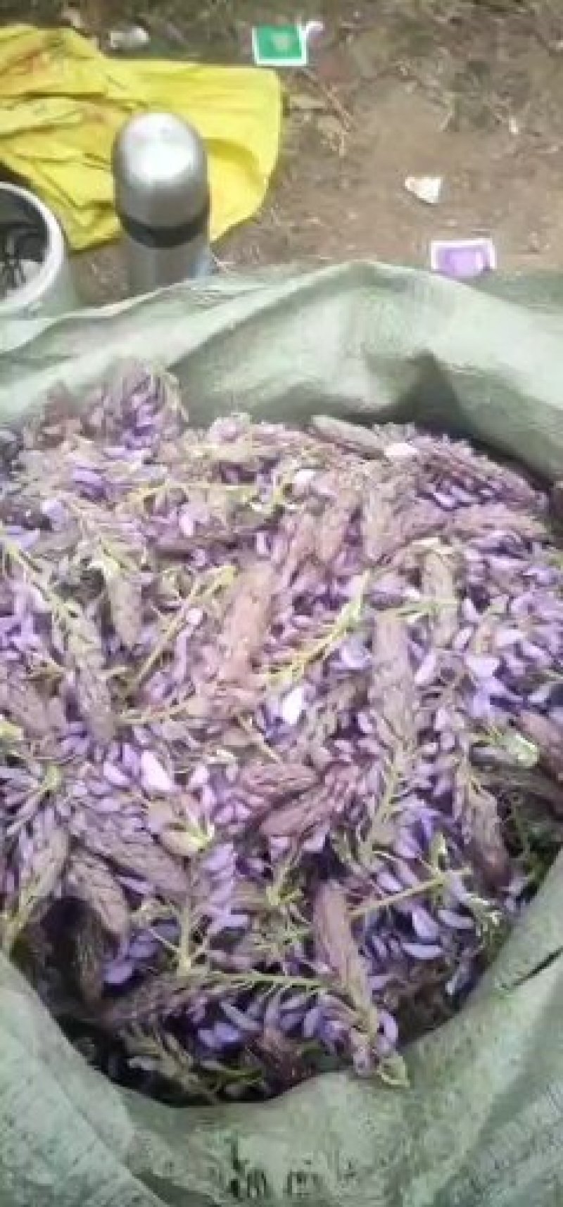 葛花菜葛花菜葛花菜葛花菜葛花菜葛花菜葛花菜葛花菜葛花菜葛