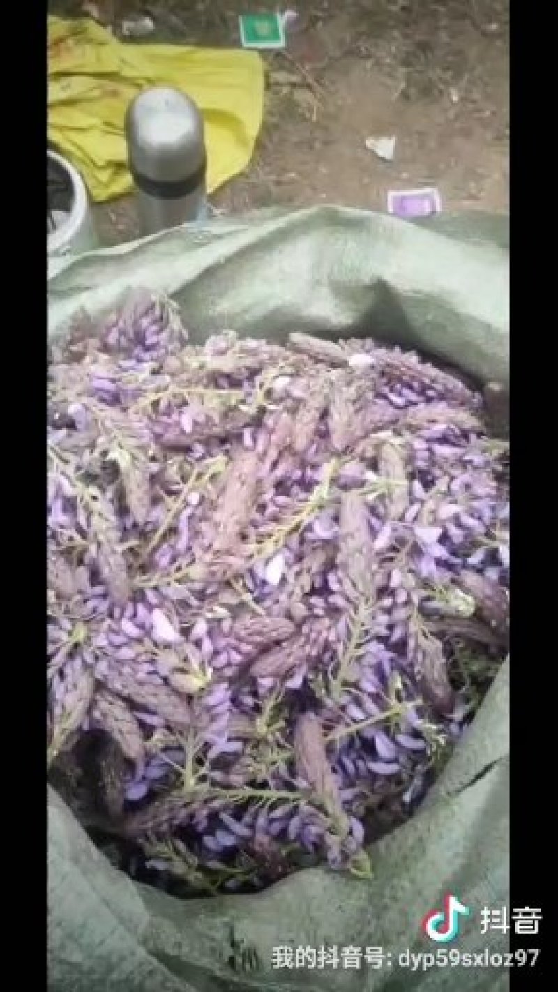 葛花菜葛花菜葛花菜葛花菜葛花菜葛花菜葛花菜葛花菜葛花菜葛