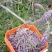 葛花菜葛花菜葛花菜葛花菜葛花菜葛花菜葛花菜葛花菜葛花菜葛