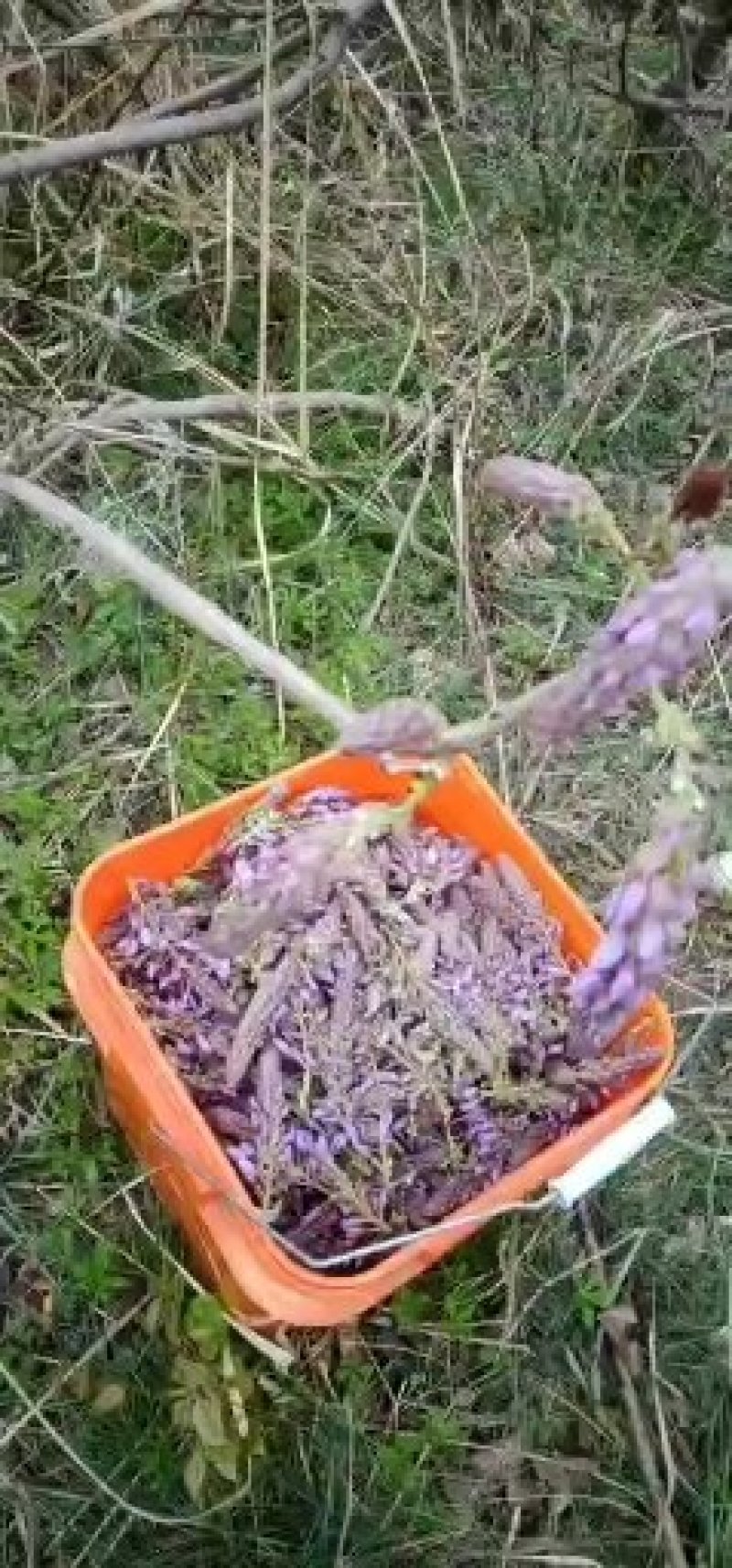 葛花菜葛花菜葛花菜葛花菜葛花菜葛花菜葛花菜葛花菜葛花菜葛