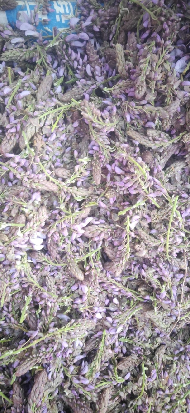 葛花菜葛花菜葛花菜葛花菜葛花菜葛花菜葛花菜葛花菜葛花菜葛