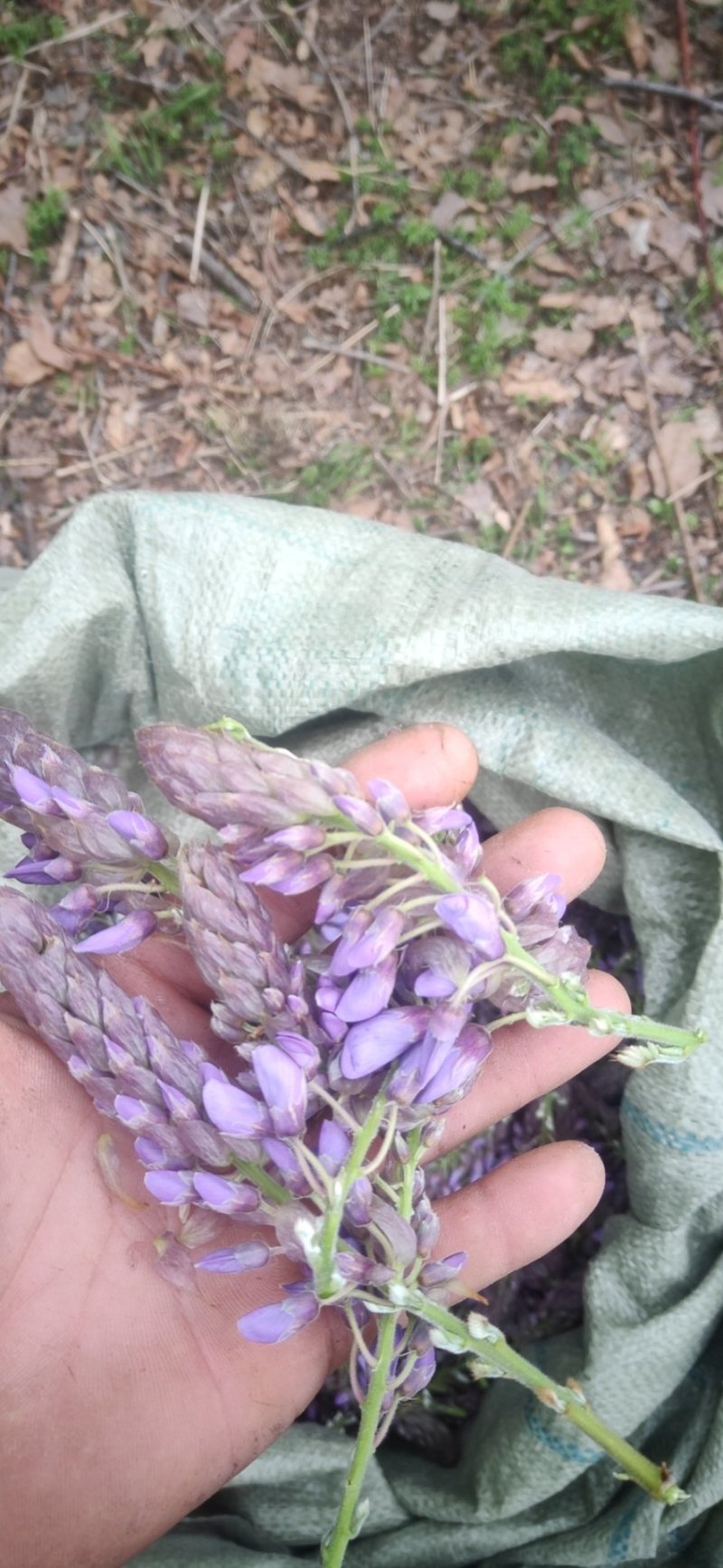 葛花菜葛花菜葛花菜葛花菜葛花菜葛花菜葛花菜葛花菜葛花菜葛