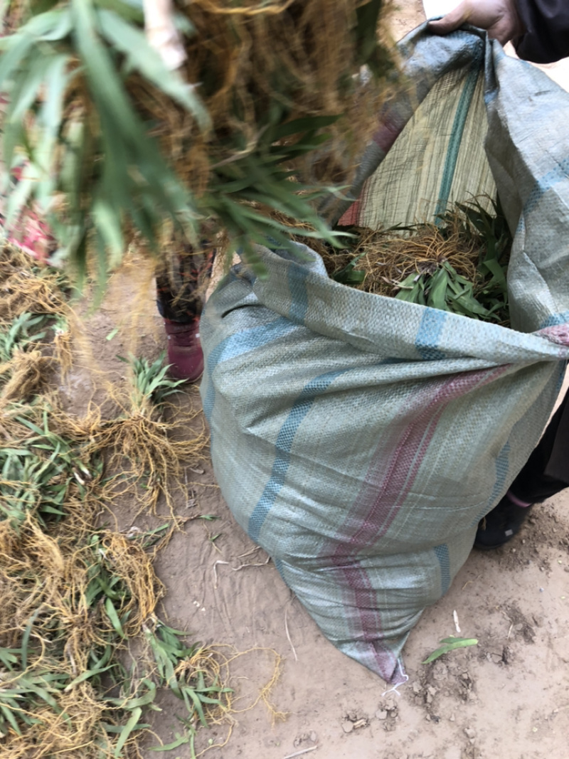 射干秧苗、河北地产，成活率高