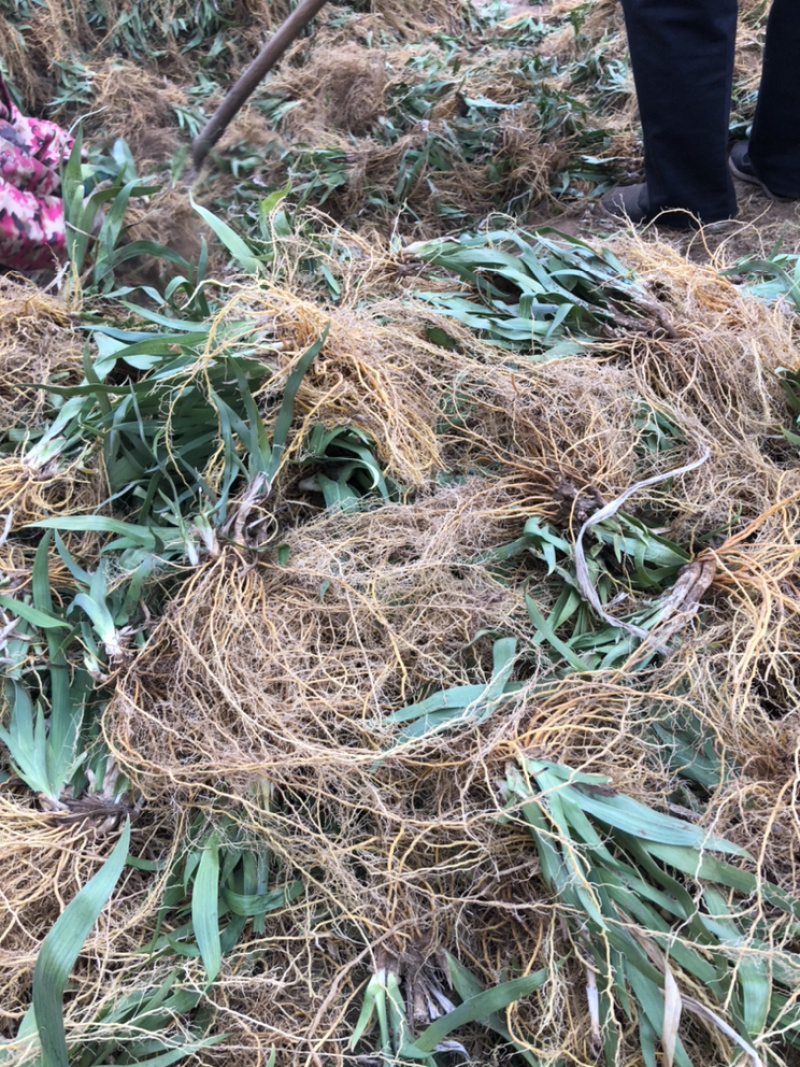 射干秧苗、河北地产，成活率高