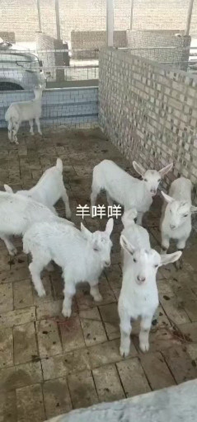 萨能奶山羊品种公羊糕