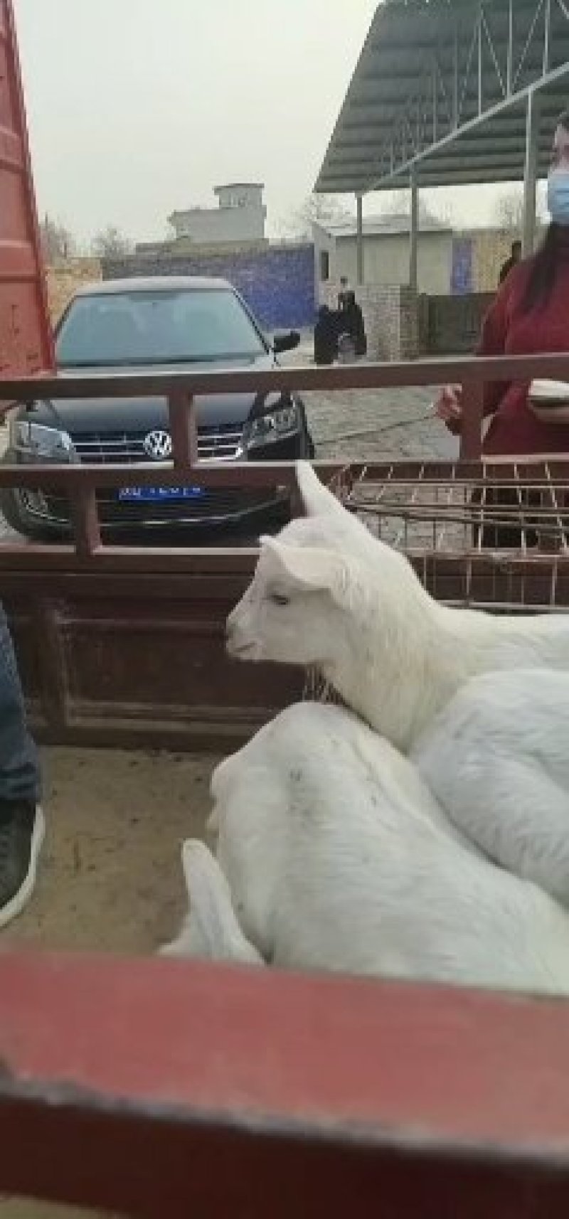 萨能奶山羊品种公羊糕