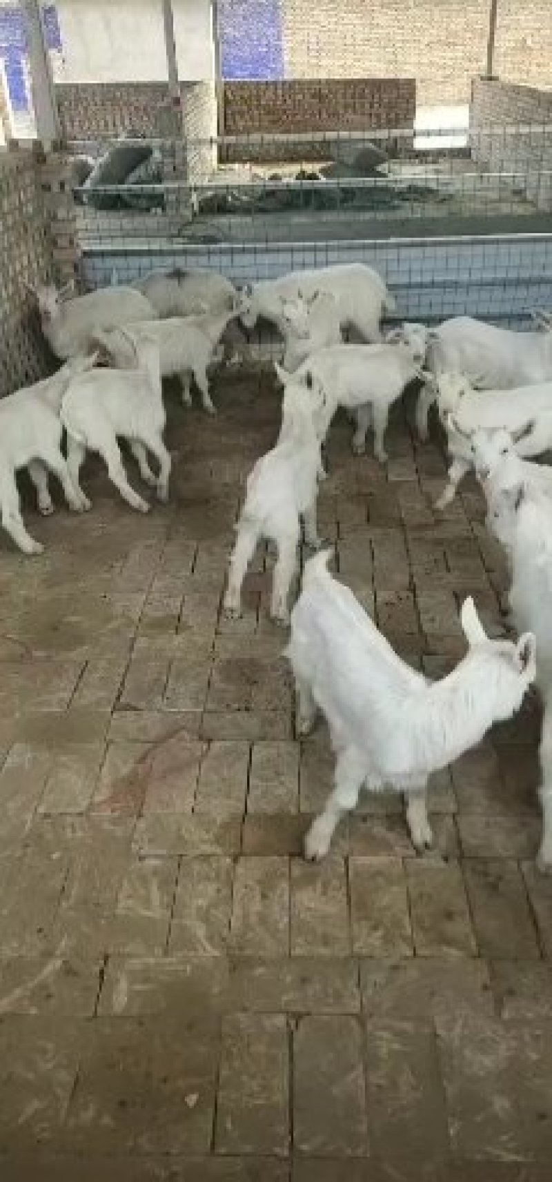 萨能奶山羊品种公羊糕