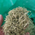 金银花二花湖南金银花一手货源产地直销量大从优