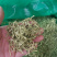 金银花二花湖南金银花一手货源产地直销量大从优