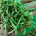 金银花二花湖南金银花一手货源产地直销量大从优