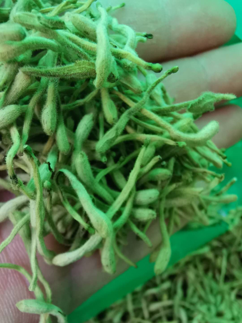金银花二花湖南金银花一手货源产地直销量大从优