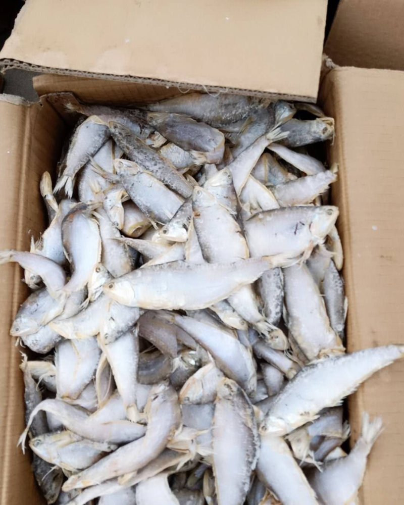 马口鱼(富含多种蛋白脂也是低脂肪的美食。)包邮