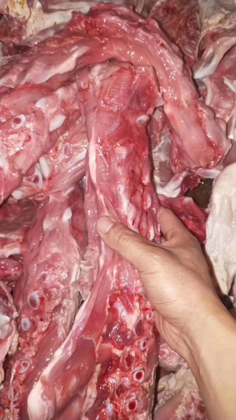 厂家直销精品多肉乳牛脊骨，一手货源质量保证证件齐全量大优