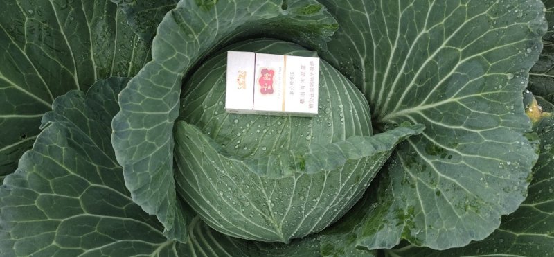 扁包菜1~2公斤精品价格只是精品价格仅供参考