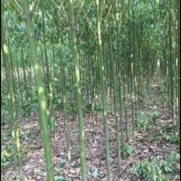 香樟，大叶樟，小叶寒樟3一8公分量大
