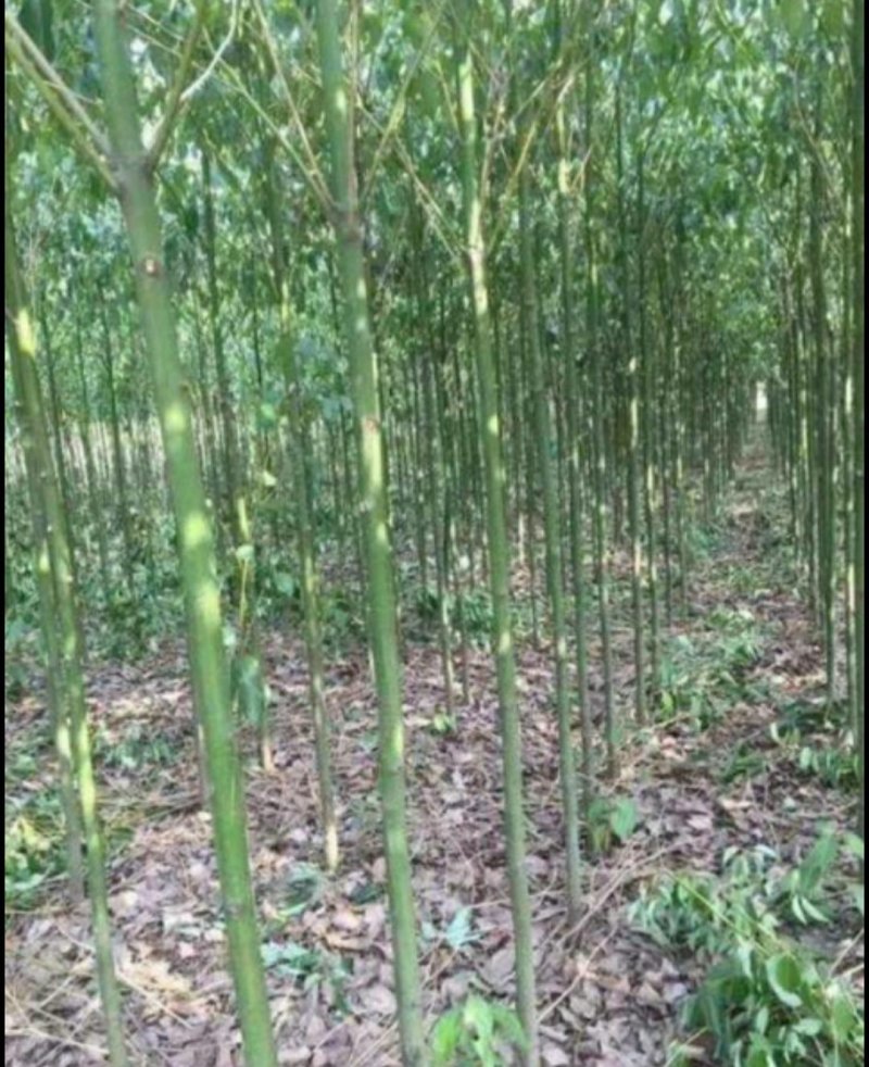 香樟，大叶樟，小叶寒樟3一8公分量大