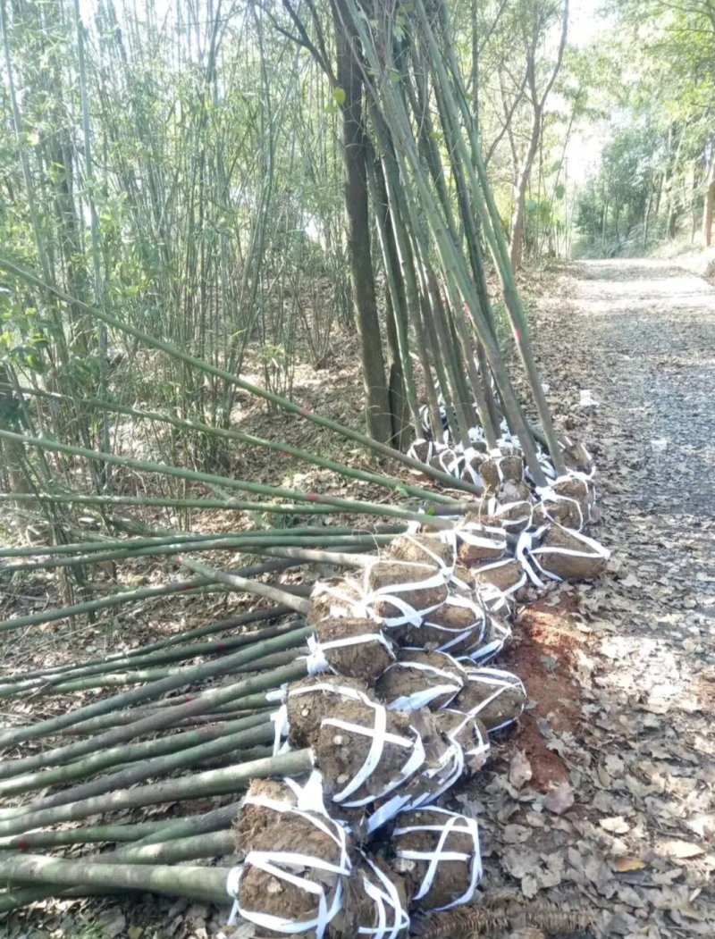 香樟，大叶樟，小叶寒樟3一8公分量大