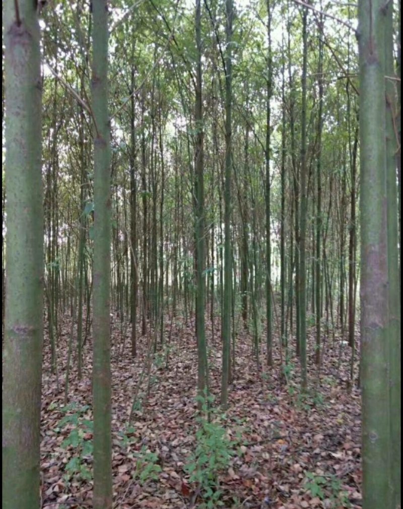 香樟，大叶樟，小叶寒樟3一8公分量大