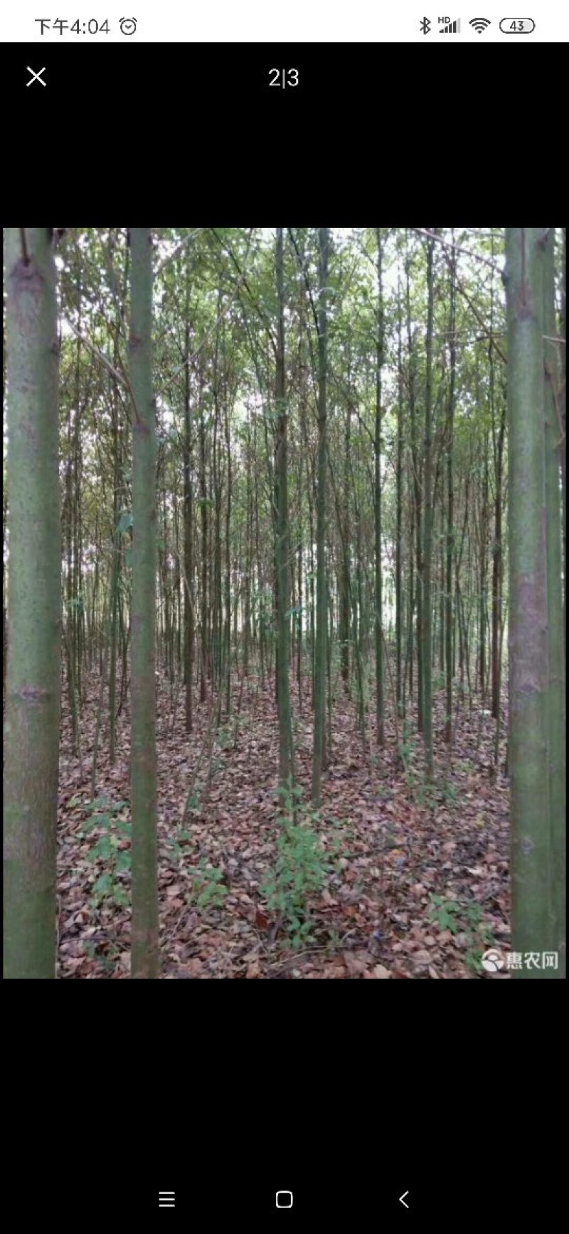 香樟，大叶樟，小叶寒樟3一8公分量大
