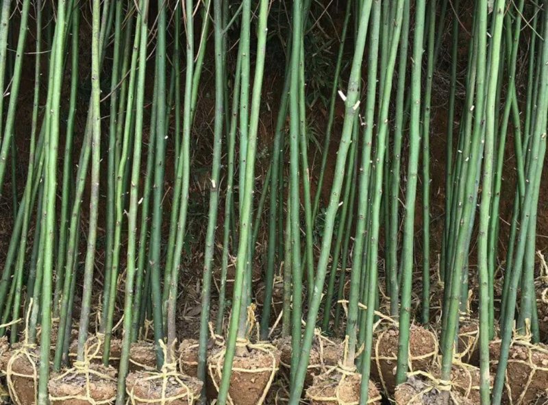 香樟，大叶樟，小叶寒樟3一8公分量大