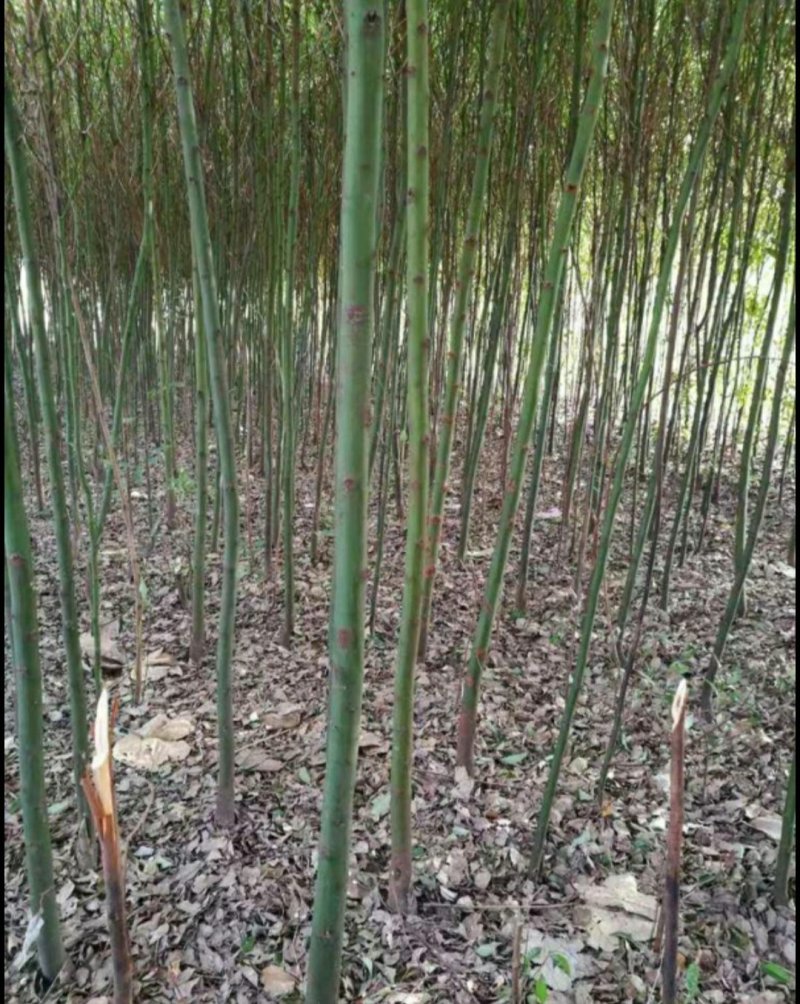 香樟，大叶樟，小叶寒樟3一8公分量大