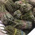 【爆款】浙江铁皮石斛鲜条，特级特粗短条量大从优