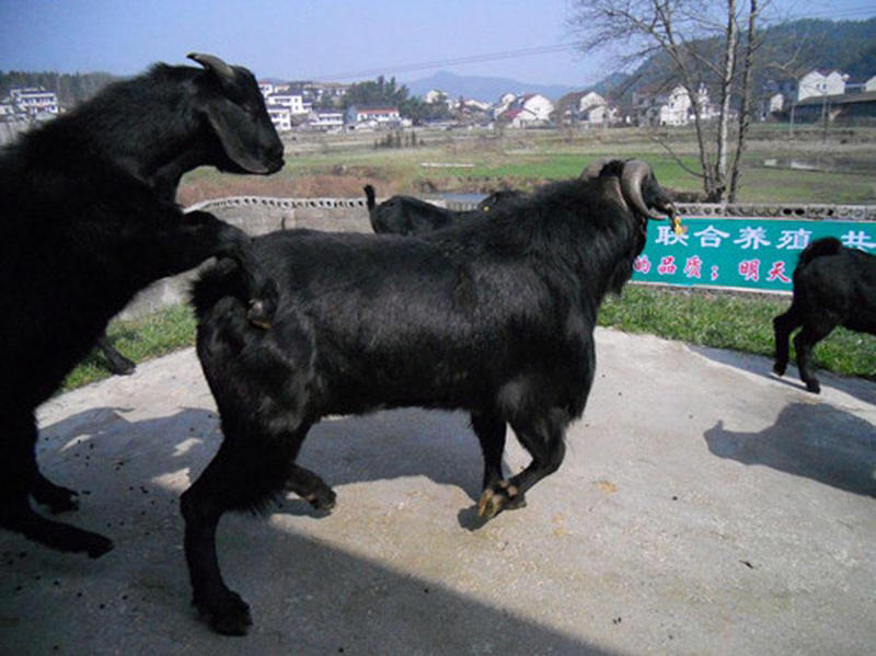 纯种努比亚黑山羊，厂家直销黑山羊一手货源，物美价廉，量大从优