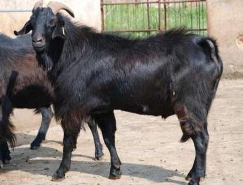 纯种努比亚黑山羊，厂家直销黑山羊一手货源，物美价廉，量大从优