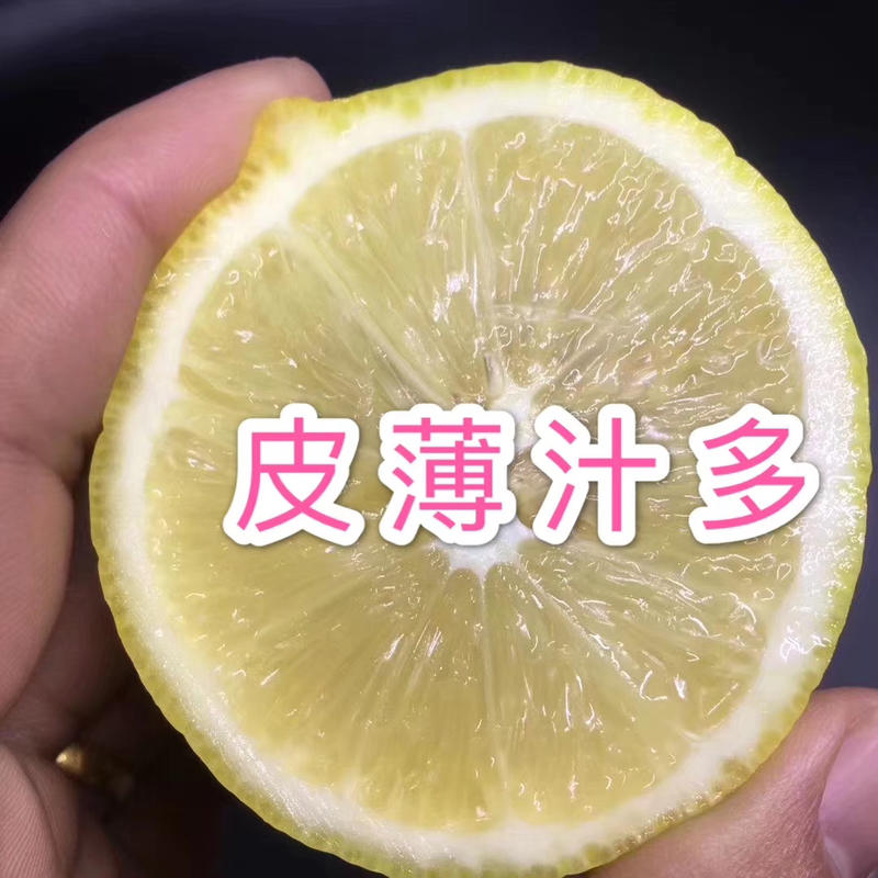 柠檬鲜果四川安岳柠檬统果酸爽多汁产地直发榨汁丑果