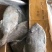 马面鱼1000/2000