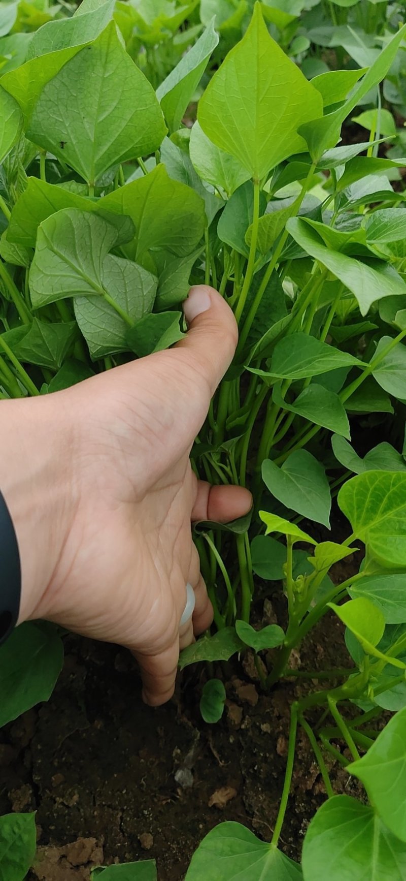 西瓜红红薯苗品种齐全货源充足基地直供量大从优