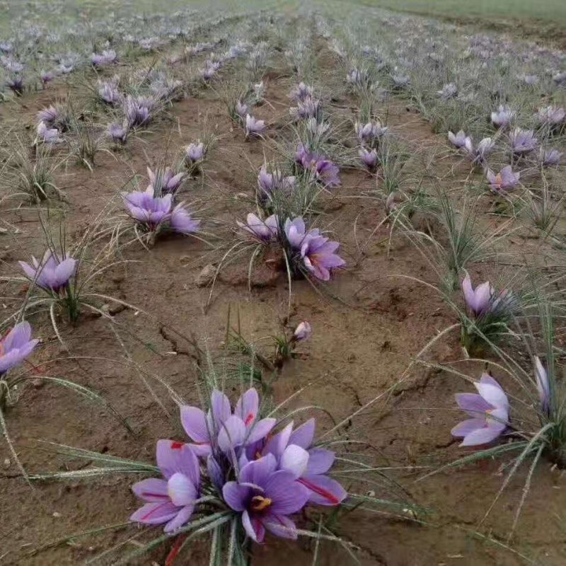 藏红花种球
