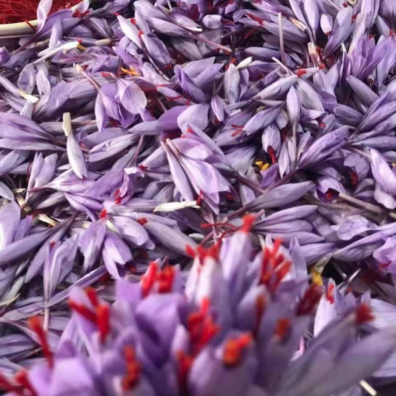 藏红花种球