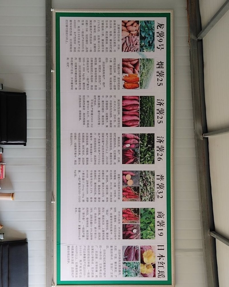西瓜红红薯苗品种齐全货源充足基地直供量大从优