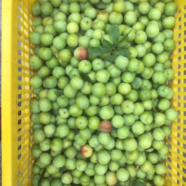 三月李。多多买菜。美团优选。电商合作