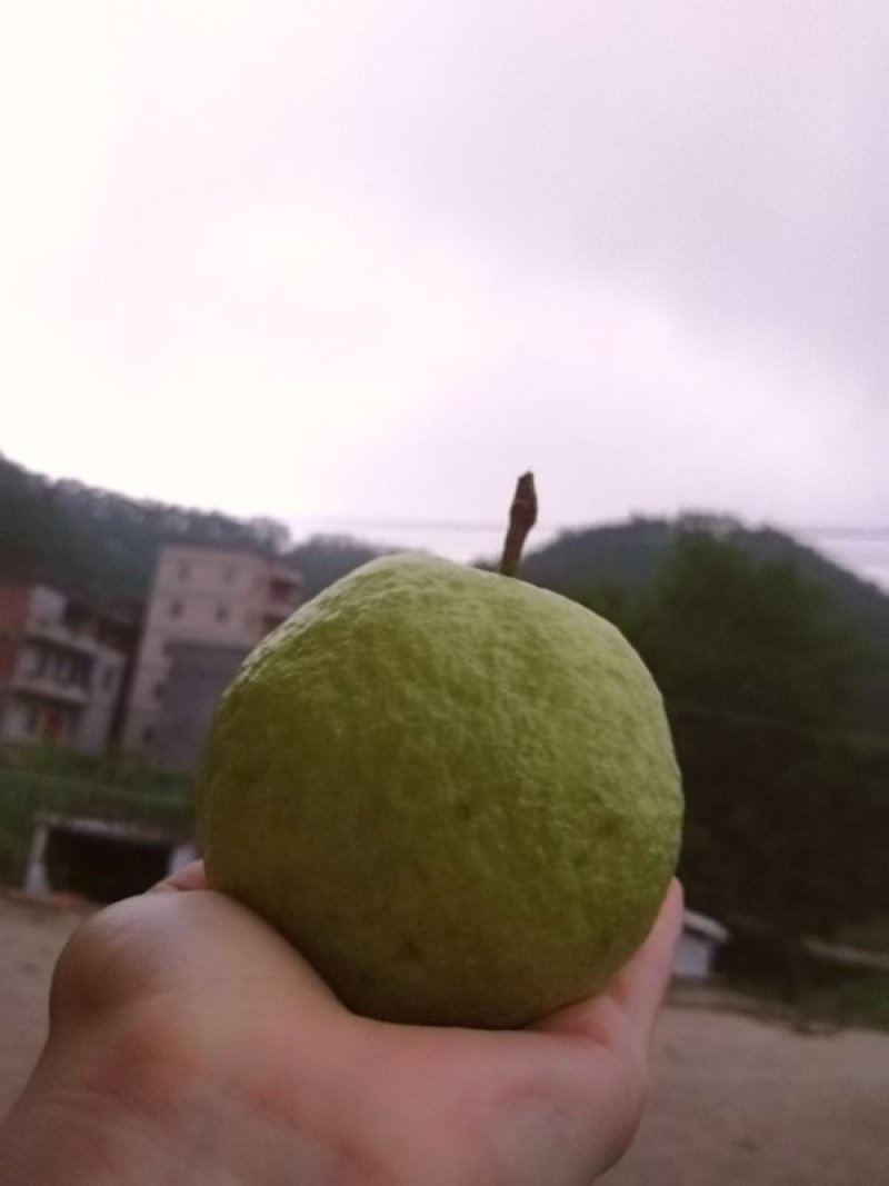 番石榴