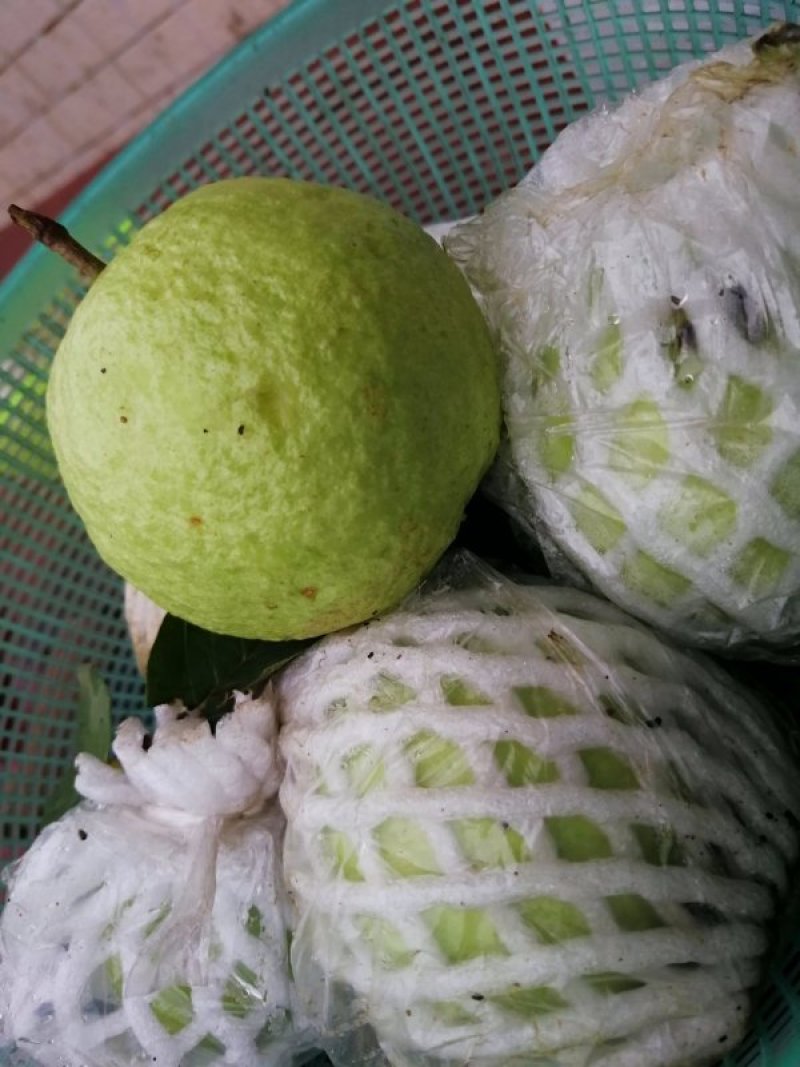 番石榴