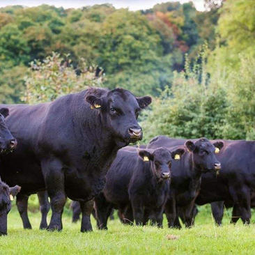 基地直销安格斯牛犊活体养殖技术活苗常年有货抵抗力强