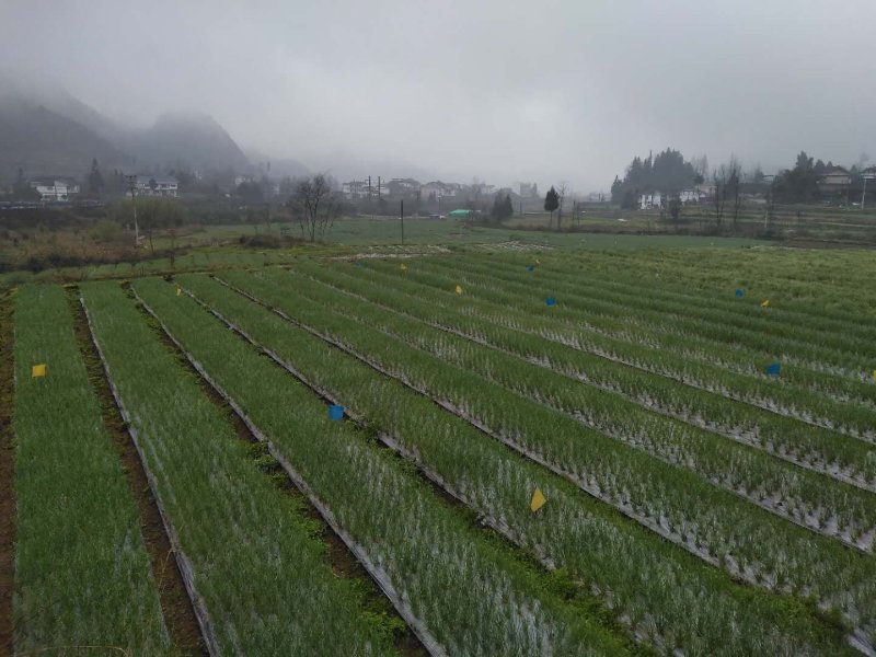 优质香葱交通便利